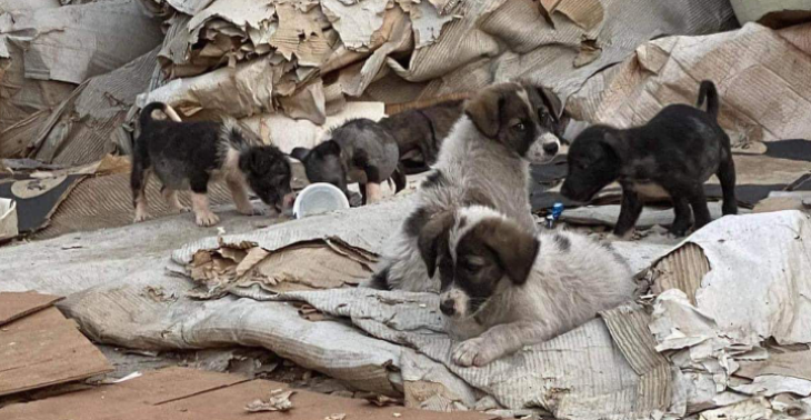 Stella paws Reskju Help de straat honden in North Macedonië