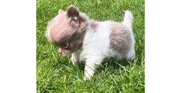 Djuna, Pupje geboren met waterhoofdje (hydrocephalus)