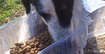 Help zwerfkatten-honden met een donatie