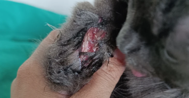 Hulp kosten dierenarts!