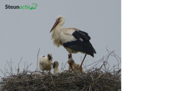 Nieuw ooievaarsnest voor Arthur en Frieda (Schendelbeke - België)