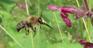 Red 6 ha bos, doe mee met Vrienden van de WA Hoeve