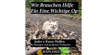 Hündin Baby Brauch dringen Hilfe für eine Trachealkollaps (Lungen) Op