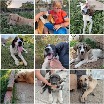 ad9d224c 8e90 44f6 b287 da18a34d5770.jpeg