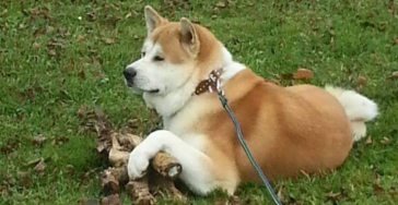 Hilfe für unseren Akita 😭