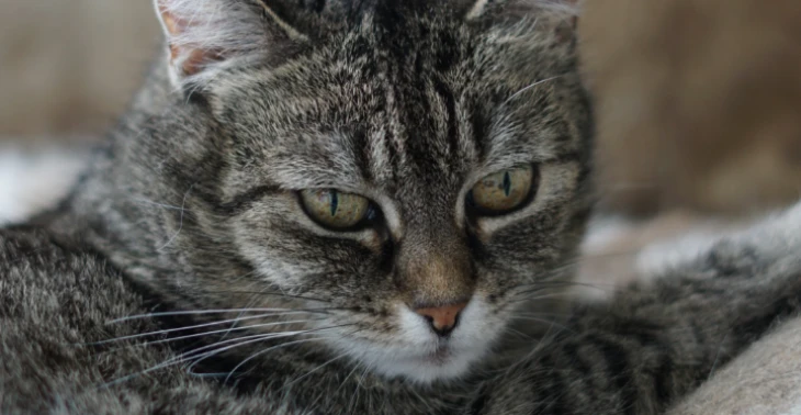 Help ons Pacha haar hartje te ondersteunen