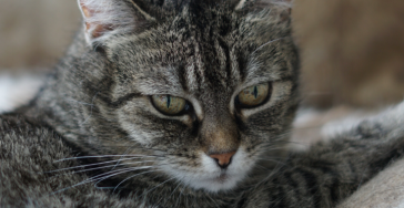 Help ons Pacha haar hartje te ondersteunen