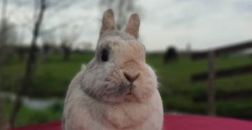 Konijn Fluffy; operatie gebroken teen.
