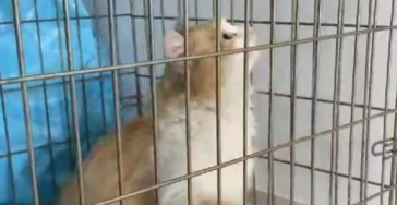 Tiere suchen ein Zuhause