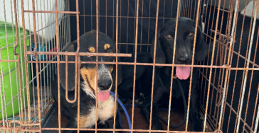 Adoptie Luna & Lucie ❤️