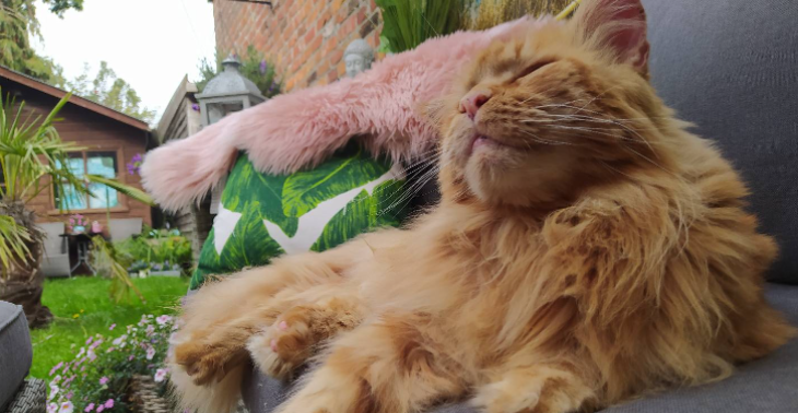 Help Beerke de Maine Coon zijn Tumor Verwijderen