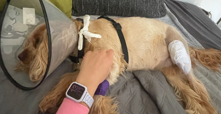 Mila Maus bräuchte ein wenig unterstüzung , jeder Cent hilft