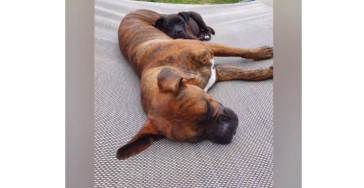 Ein Schmerzarmes Leben für Boxerhündin Luna
