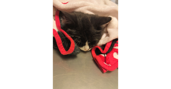 Help je mee zodat mijn baasje mijn dierenarts kan betalen