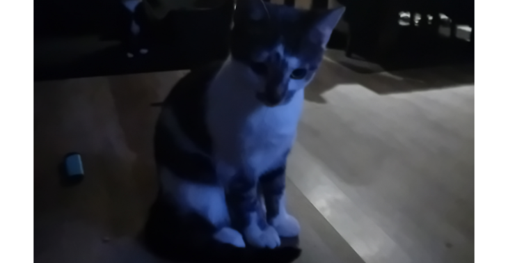 operatie kat