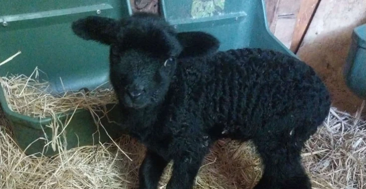 Flaschenlamm - Ronny