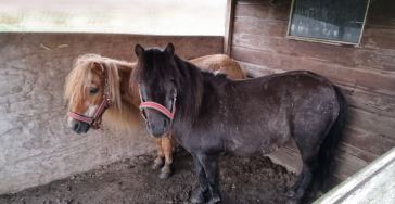 Red Olivier en Maido van de wolven