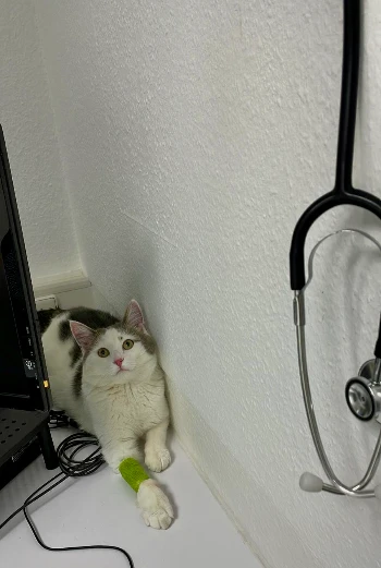 4c466c08 e015 4aba 95f8 d217864d59ef.