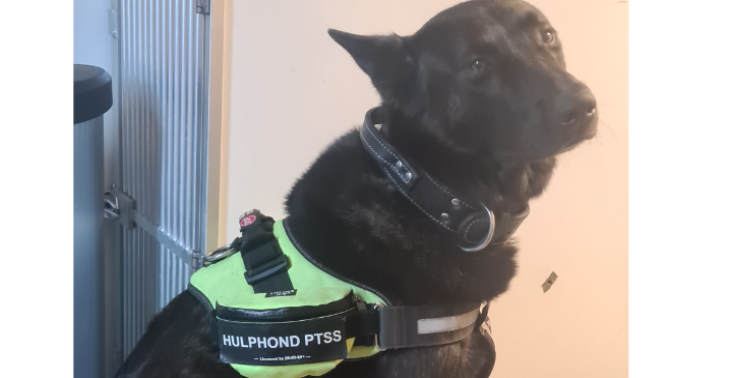 Bakfiets voor ptss hulphond en zijn buddy