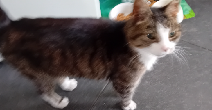 Oude poes met epilepsie