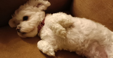 Ich brauche Hilfe für meinen kleinen Malteser Hund