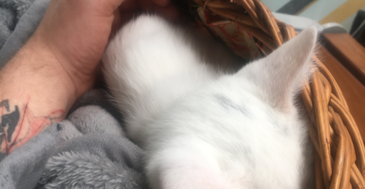 Ernährung für ein 8 wöchiges katzenbaby
