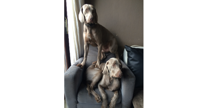 Help Kyra,Boo en Diesel naar huis te komen
