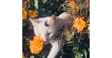 FIP Warrior Leni ♥️