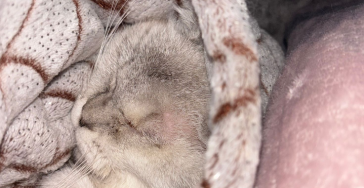 Operation für meine kleine Katze Mimi