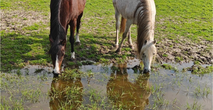 Help de paardjes van De Groenen Hoek aan nieuwe stallen ❤️