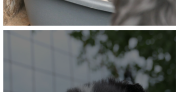 Für meinen Hund Schredder