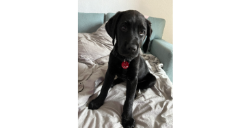 PTBS Assistenzhund für Levi