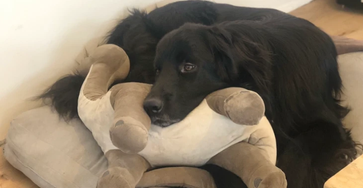 Help onze lieve hond genezen. ❤️🩹