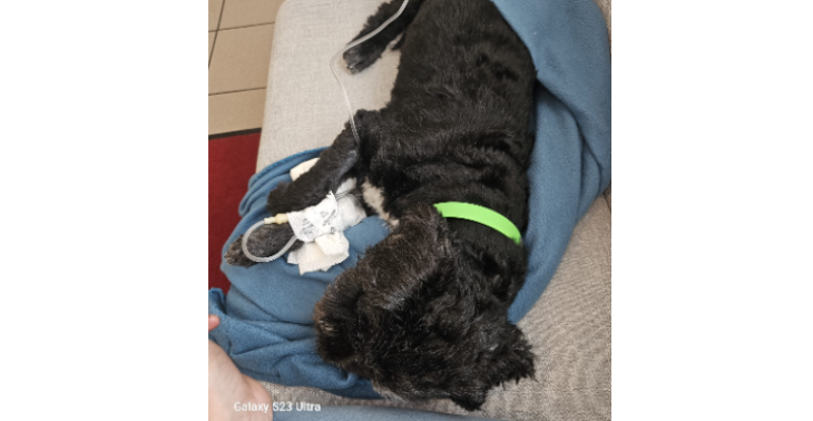 Hilfe für Hund Schnitzel