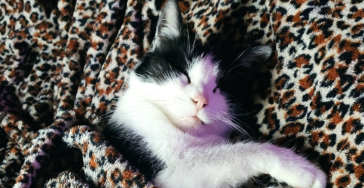 Für meine Katze Shiva
