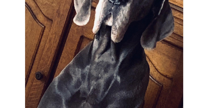 Laika