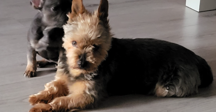Diggy