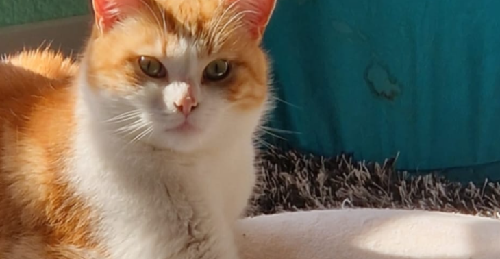 Zahn Operation von meinem Kater