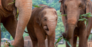 Help Ons Olifanten Redden in Thailand