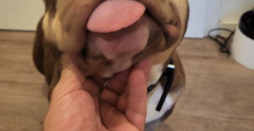 Spende für meine Hündin Toffie