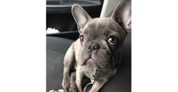Mein Hund Pumba braucht eine Gaumensegel-Operation