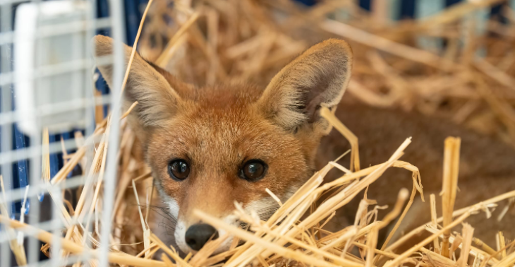 Operatie en nazorg vosje Frey🦊