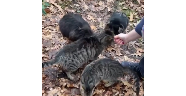 Zwerfkatten