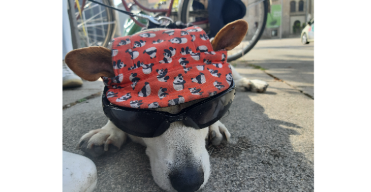 Elvis