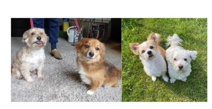 Adoptie van 2 schatjes