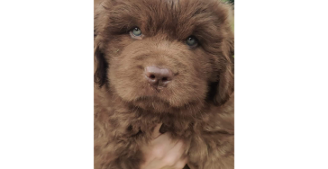 Help Blue
