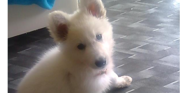 Hulp voor een hond voor mij