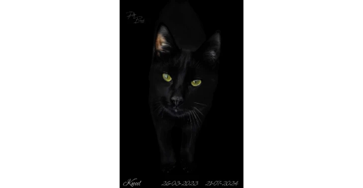 Crematie kat