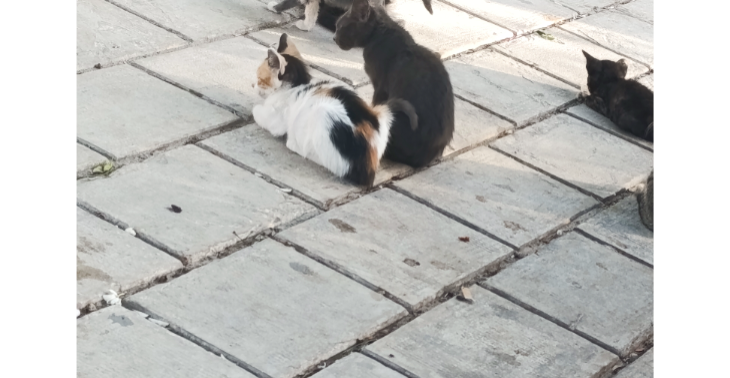 Katzen in Tunesien