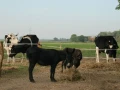 picture 1600 e